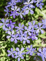 Woodland phlox at spring time