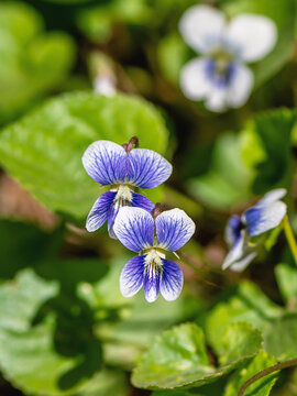 Macro image of  Common Blue Violet
