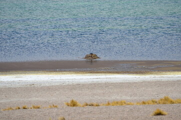 San Pedro de Atacama, Chile