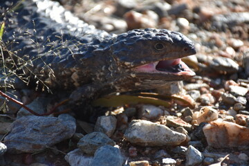 Shingleback