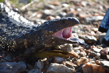 Shingleback