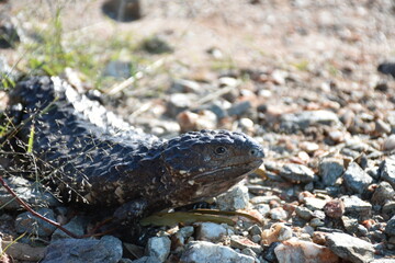 Shingleback
