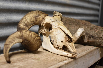 Ram skull