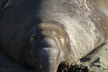 California Seals