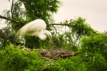 A great egret checking her nest in a cypress tree in a South Carolina swamp near Charleston.