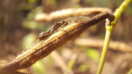 caterpillar on a branch