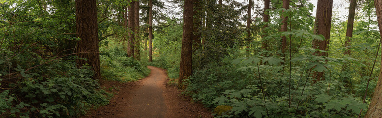 Panoramic lush forest trail path