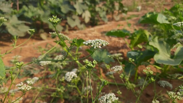 Closeup ajwain flower. Ajwain, ajowan or Trachyspermum ammi also known as ajowan caraway, thymol seeds, bishop's weed, or carom is an annual herb in the  Apiaceae family. cultivated ajwain spice.