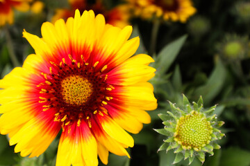 Blanket flower in bloom.  The flower's name comes from it's resemblance to brightly colored Native American blankets.