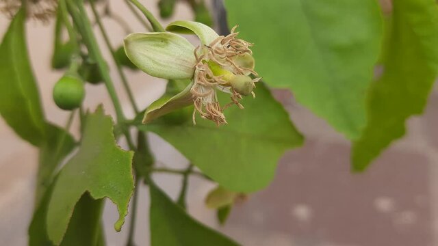 Bael flower. Aegle marmelos commonly known as bael (bili or bhel) also Bengal quince, golden apple, Japanese bitter orange, stone apple or wood apple. The tree is considered to be sacred by Hindus.