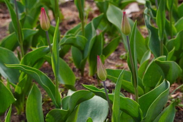 チューリップの蕾