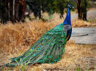 Peacock in Australia
