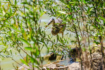 Great gray heron (Ardea cinerea) is fishing. Wildlife photography.