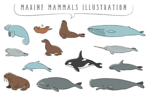 手描き風の海洋哺乳類のイラストセット