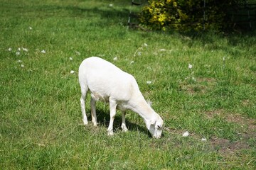 Fototapeta premium white sheep in a meadow