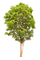 Fototapeta premium Isolated mahogany tree on white background for landscape design usage