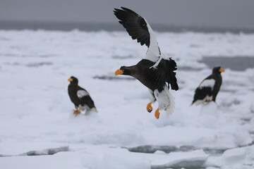 知床半島の流氷とオオワシ（北海道羅臼沖） © Shiretoko Dream