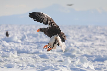 知床半島の流氷とオオワシ（北海道羅臼沖） © Shiretoko Dream