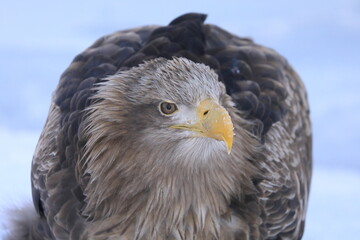 知床半島の流氷とオジロワシ（北海道羅臼沖）