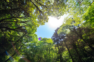 5月新緑の菊池渓谷【熊本県菊池市】