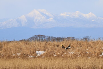 野付半島のオオワシ（北海道）