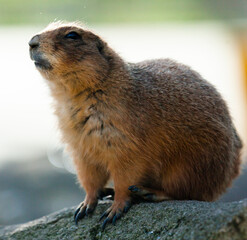 Black tailed prairie dog (Cynomys ludovicianus)