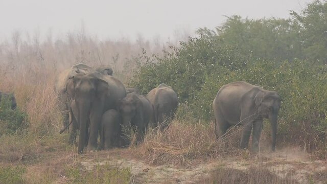 wild asian elephant family or herd close up shot an adult playing with mud or sand at dhikala zone of jim corbett national park uttarakhand india - elephas maximus indicus