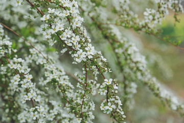 花，白い花