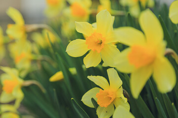 ラッパズイセン, 花, スイセン
