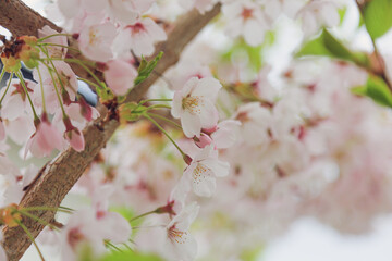 桜, さくら, サクラ, 桜満開
