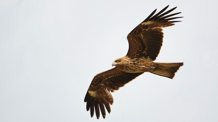 flying bird on white background 