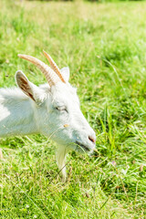 Obraz premium Cute white goat graze on the meadow with fresh green grass in the village. Organic animal husbandry. Vertical photo.