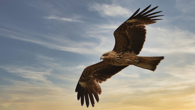 รูปภาพRaptorial เลือกดูภาพถ่ายสต็อก เวกเตอร์ และวิดีโอ12,077 Adobe