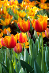orange Tulips In the garden