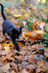 Autumn mood.Black fluffy cat in the autumn park.Walking the cat. Kitten runs along the autumn...