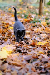 Autumn mood.Black fluffy cat in the autumn park.Walking the cat on the street. Kitten runs along the autumn alley. Autumn time.Animals and nature