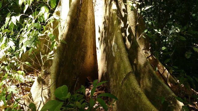 Giant tree root with sunlight in the middle of an tropical rainforest, panning shot