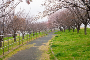 春 桜 桜道 散歩 ランニング 気分転換 新生活 菜の花