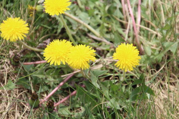 Dandelion In Bloom, Louise McKinney Park, Edmonton, Alberta