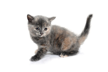 A gray purebred kitten stands on a white background