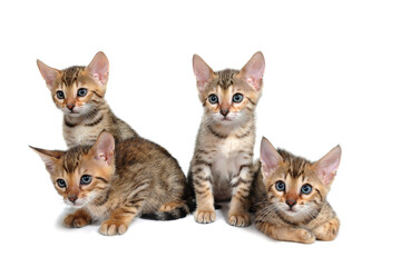 Four striped purebred kittens sit on a white background