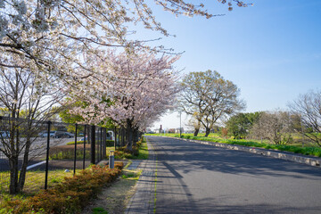 Obraz premium 春 桜 桜道 散歩 ランニング 気分転換 新生活 菜の花