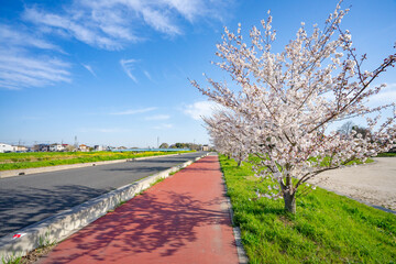春 桜 桜道 散歩 ランニング 気分転換 新生活 菜の花