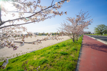 春 桜 桜道 散歩 ランニング 気分転換 新生活 菜の花