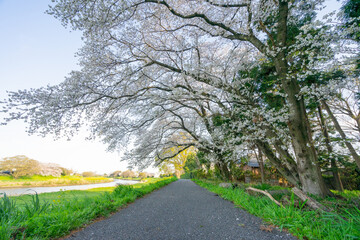 春 桜 桜道 散歩 ランニング 気分転換 新生活 菜の花