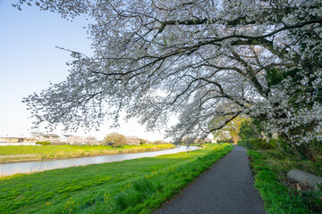 春 桜 桜道 散歩 ランニング 気分転換 新生活 菜の花