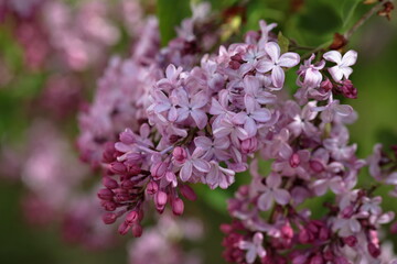 Obraz premium Close up of Lilac flower bunches