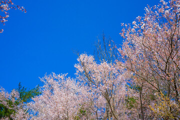桜 ソメイヨシノ 春 新生活