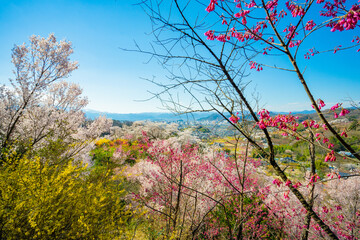 Naklejka premium 桜 ソメイヨシノ 春 新生活