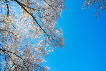 桜 ソメイヨシノ 春 新生活